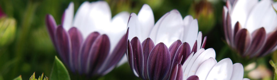 官方正版授权的免费ddos网页端